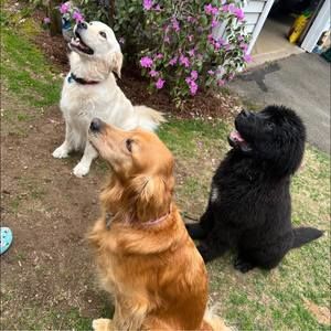 Meet your Posher, Dawn